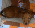 CHICKA - RACHEL'S DOG
