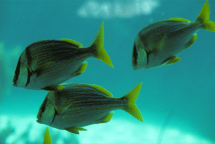 BAHAMAS: FISH SWIM IN A VAS AQUARIUM AT ATLANTIS PARADISE. PHOTO: LARRY LUXNER. WITH PERMISSION.Bahamas Location: Caribbean, chain of islands in the North Atlantic Ocean, southeast of Florida, northeast of Cuba